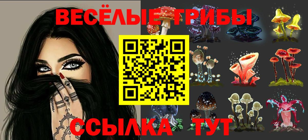 Будённовск  Галлюциногенные грибы Cubensis  Вход с VPN 